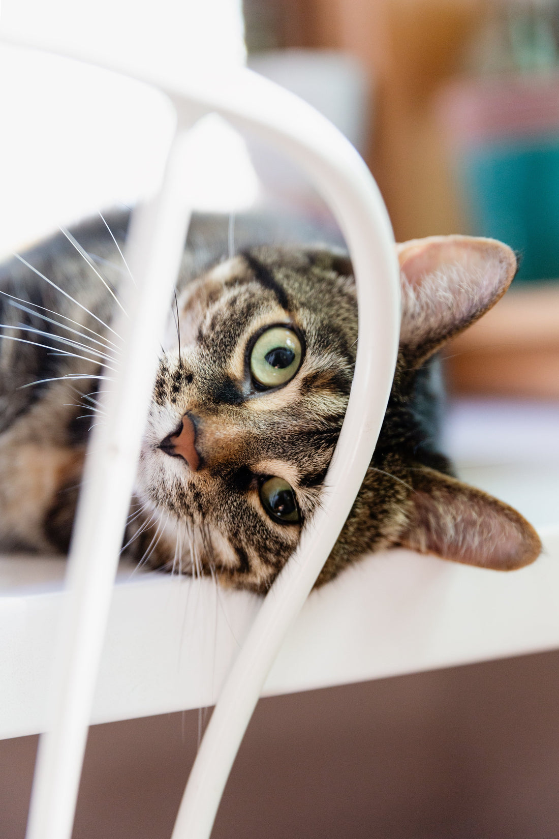 Le jeu chez le chien et le chat : un besoin vital pour leur santé et leur bien-être