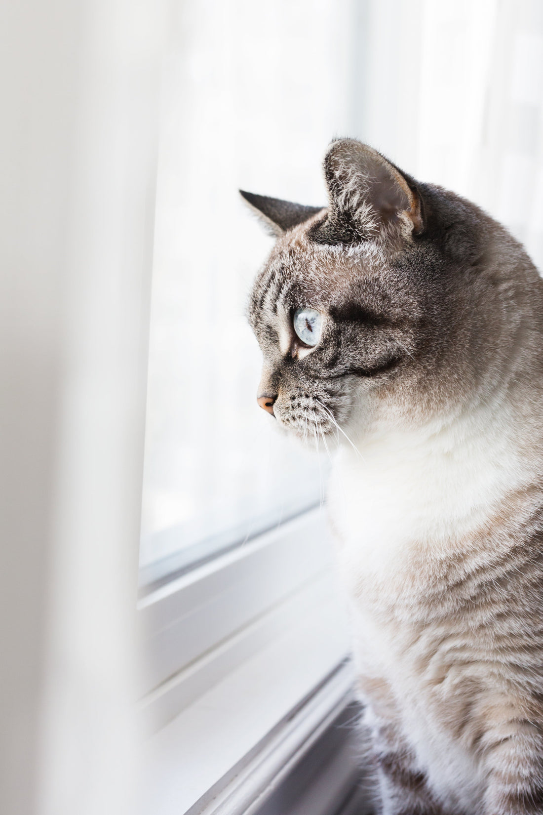 Chat d’intérieur : comment éviter l’ennui et le stress ?