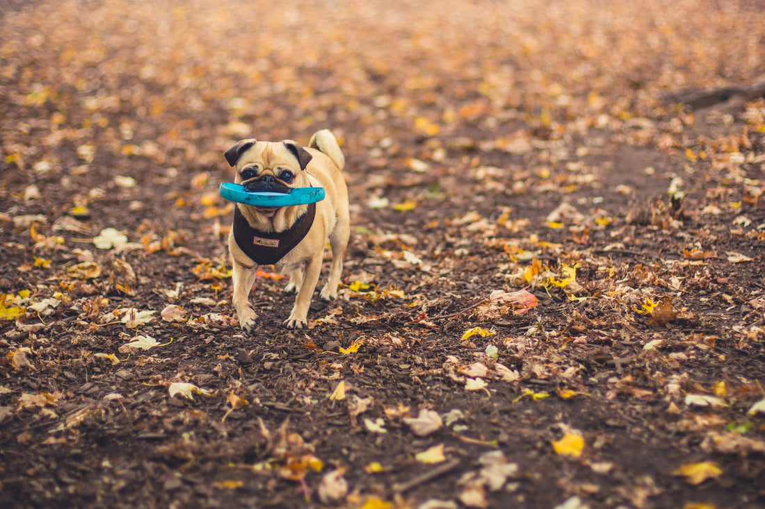 L'importance des balades pour les chiens : bienfaits physiques, mentaux et conseils pratiques