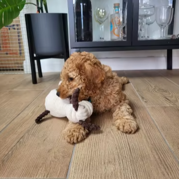 Peluches pouik-pouik